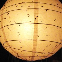 IMG_6468